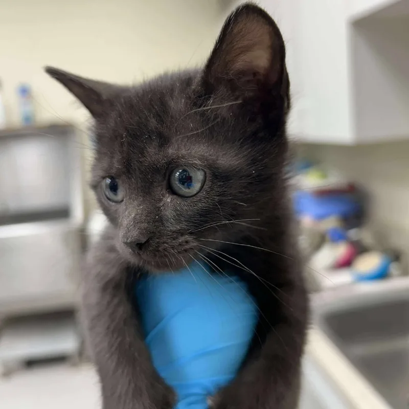 A baby small-sized female Domestic Short Hair cat named Wednesday for adoption in Bastrop, TX