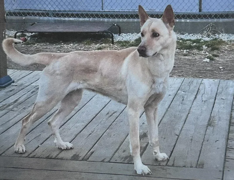 An adult large-sized female White / Cream Husky dog named Griselda Freeport for adoption in Westbury, NY