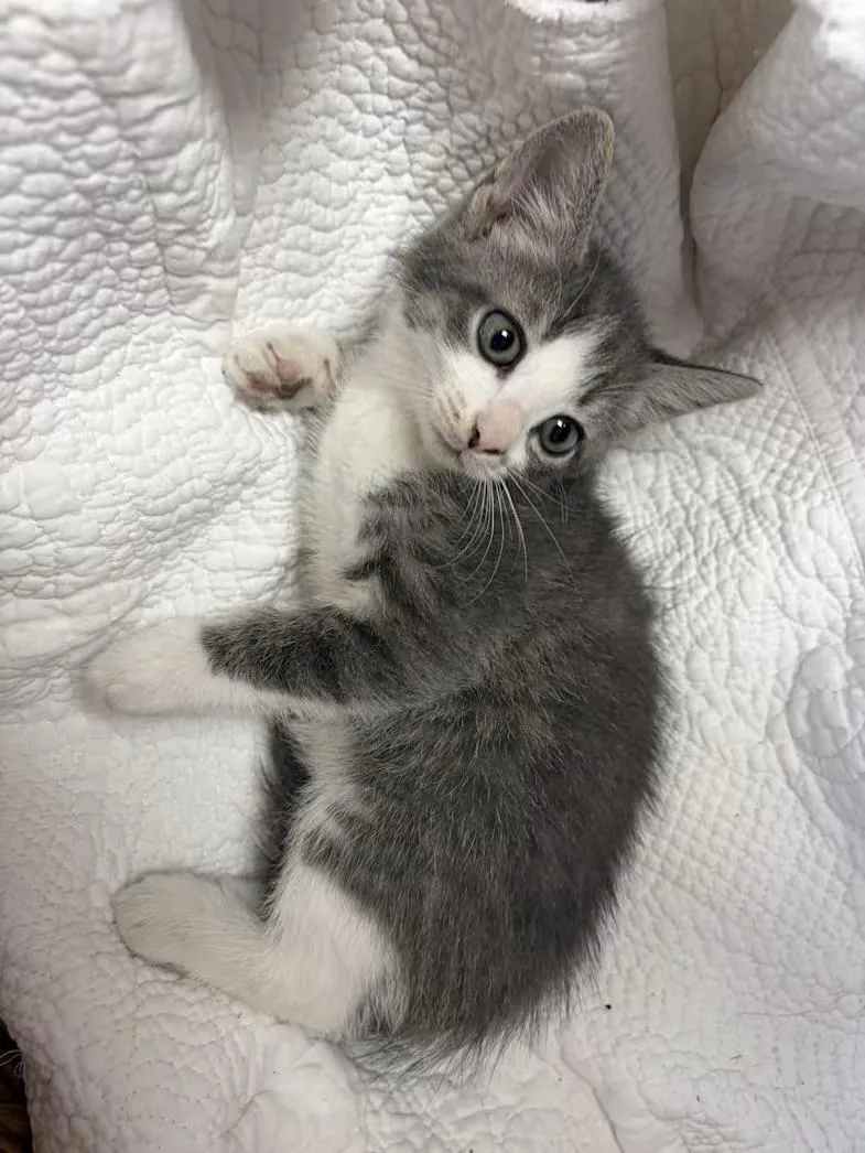 A baby medium-sized male Gray & White Domestic Short Hair cat named Nimbus for adoption in Greensboro, NC