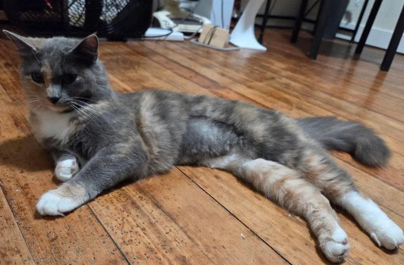 A young medium-sized female Domestic Medium Hair cat named Michee for adoption in Battle Ground, WA