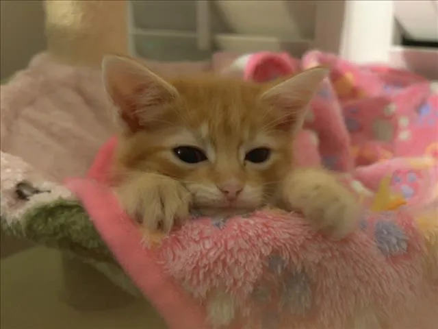A baby small-sized male Domestic Short Hair cat named Kale for adoption in Chapel Hill, NC