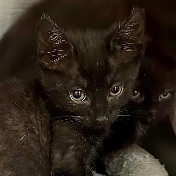 A baby small-sized male Domestic Short Hair cat named Fedora for adoption in Walnut Creek, CA