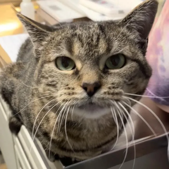A senior large-sized female Brown / Chocolate Domestic Short Hair cat named Autumn for adoption in DeKalb, IL