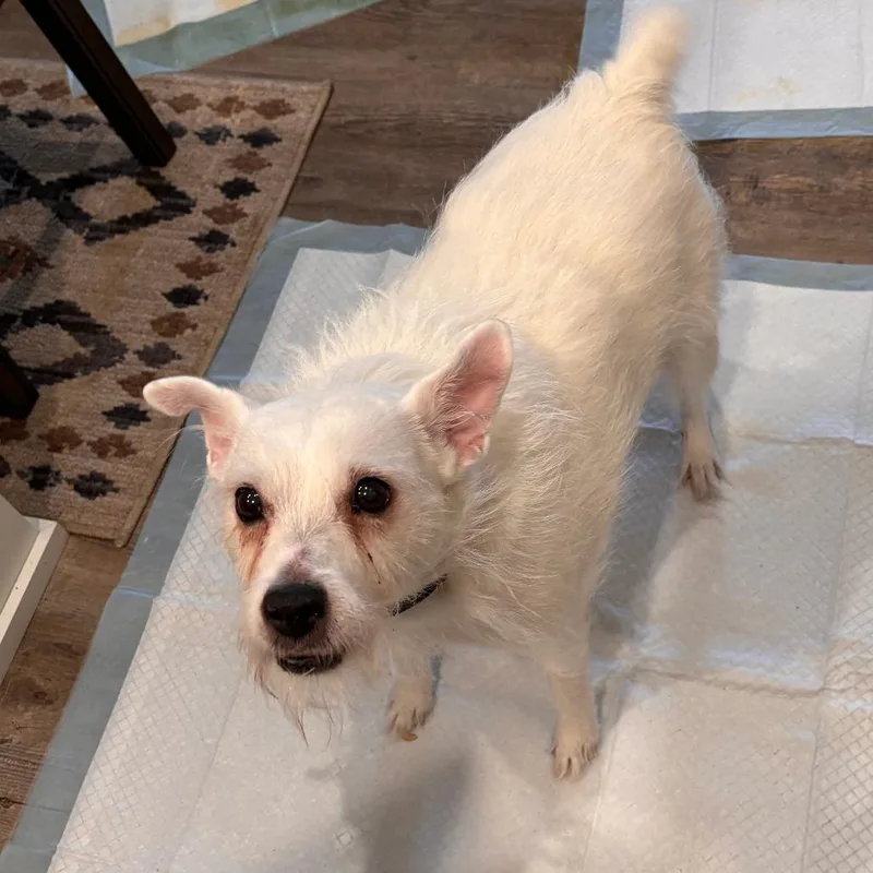 A senior small-sized female White / Cream Jack Russell Terrier dog named Kacee D for adoption in Princeton, MN