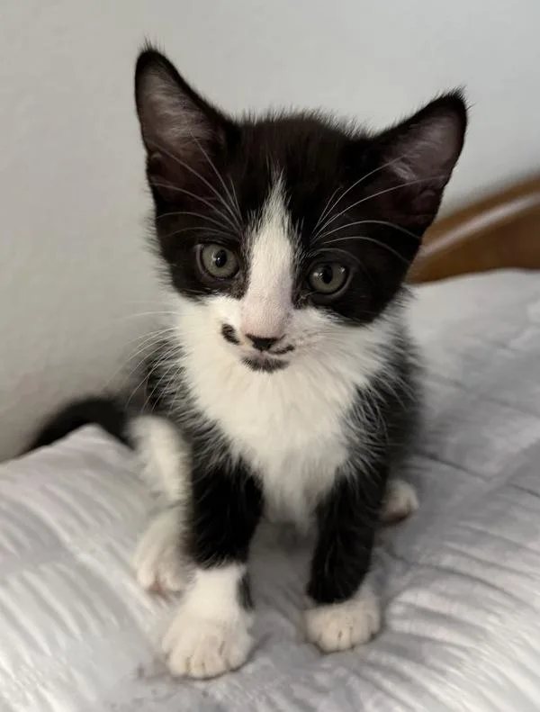 A baby small-sized female Domestic Short Hair cat named Squeak for adoption in Escondido, CA