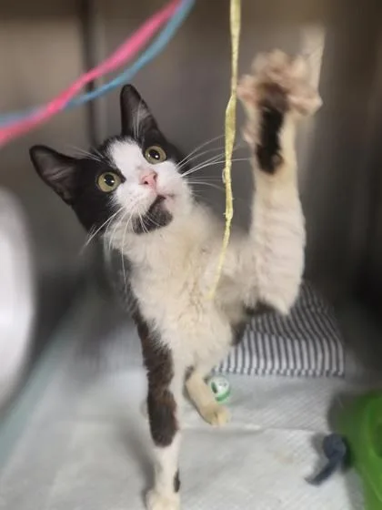 A young medium-sized female Domestic Short Hair cat named Miss Congeniality for adoption in Westland, MI