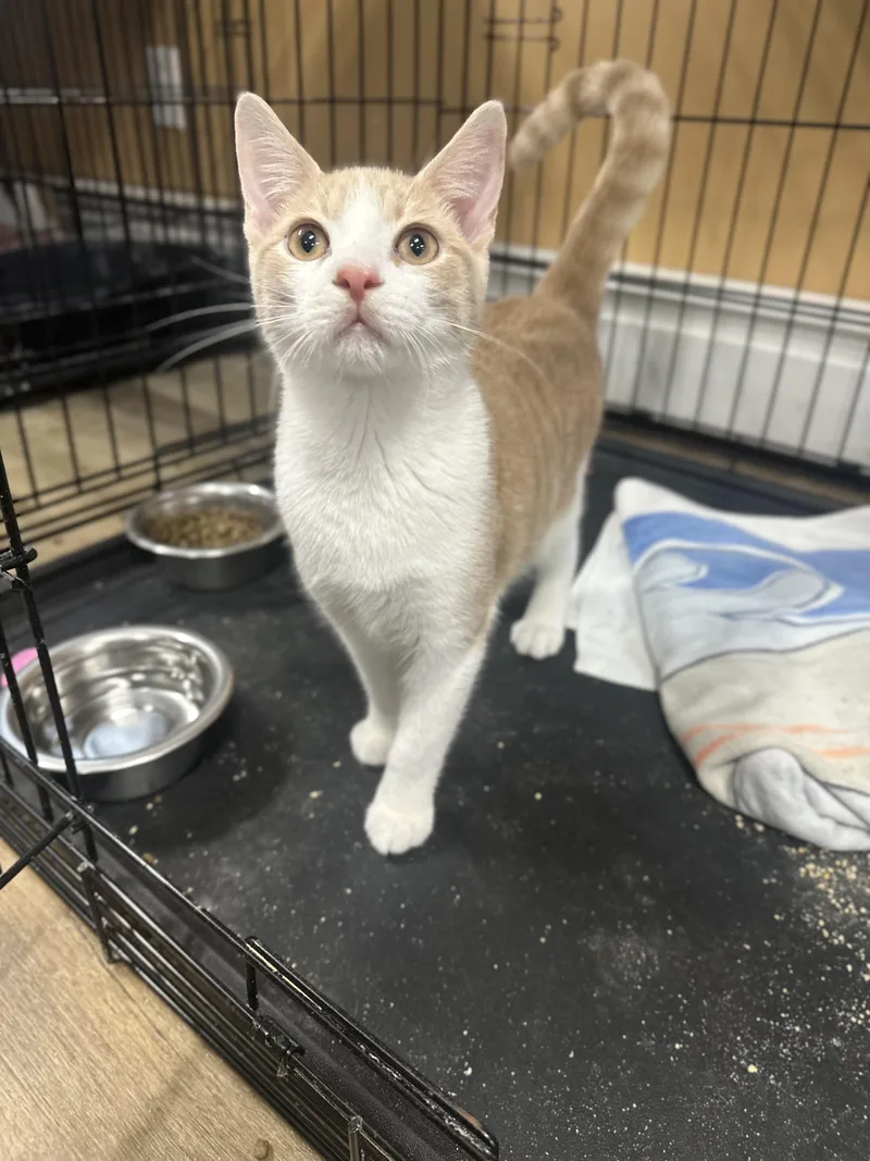 A baby medium-sized male Orange & White Domestic Short Hair cat named Michael for adoption in Pleasantville, NJ
