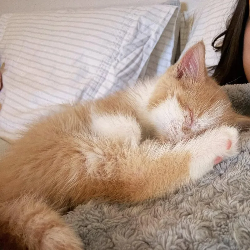 A baby small-sized male Orange / Red Domestic Short Hair cat named Finn for adoption in Harrisonburg, VA