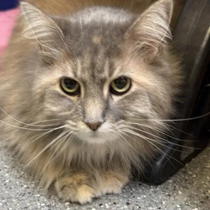 An adult medium-sized female Gray / Blue / Silver Domestic Long Hair cat named Sprinkles for adoption in Lansing, MI