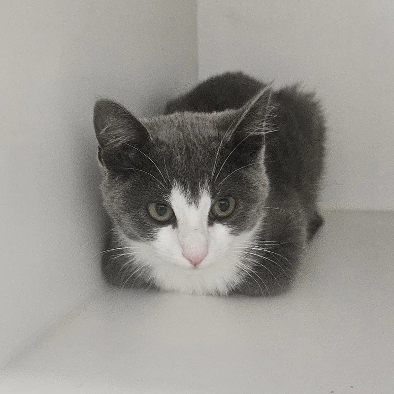 A baby medium-sized female Gray & White Domestic Short Hair cat named Aurora for adoption in Fall River, MA