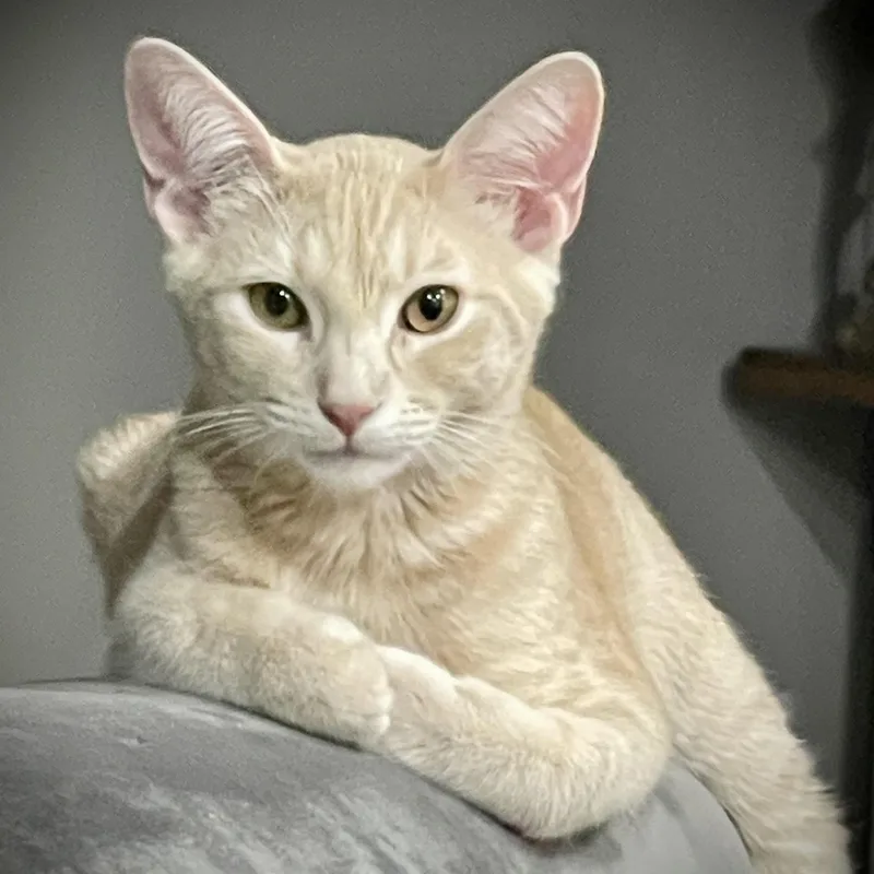 A baby small-sized male Tabby (Buff / Tan / Fawn) Domestic Short Hair cat named Hershey for adoption in Liverpool, TX