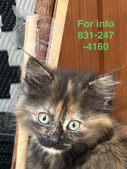 A baby medium-sized female Tortoiseshell cat named Willow for adoption in Santa Cruz, CA