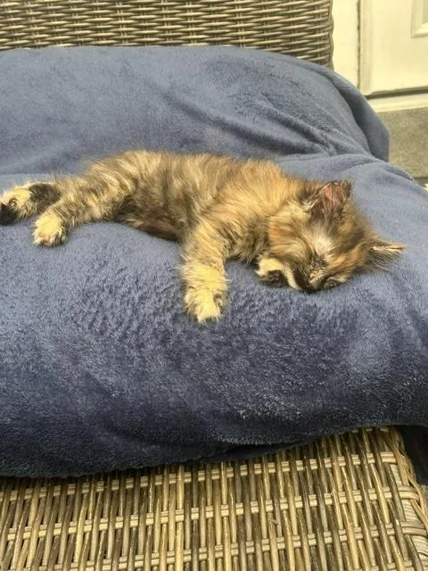 Willow thumbnail 2