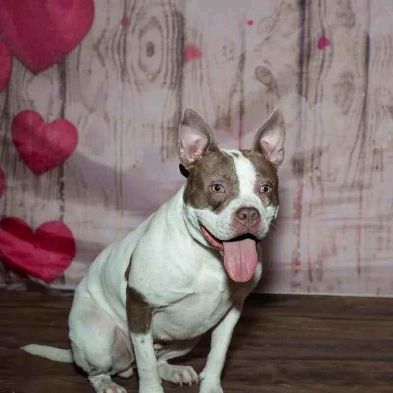 An adult medium-sized female White / Cream Mixed Breed dog named Becky for adoption in Plainfield, IL