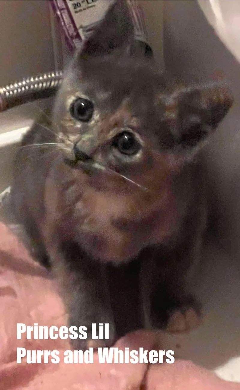 A baby medium-sized female Domestic Short Hair cat named Princess Lil for adoption in New Hartford, NY