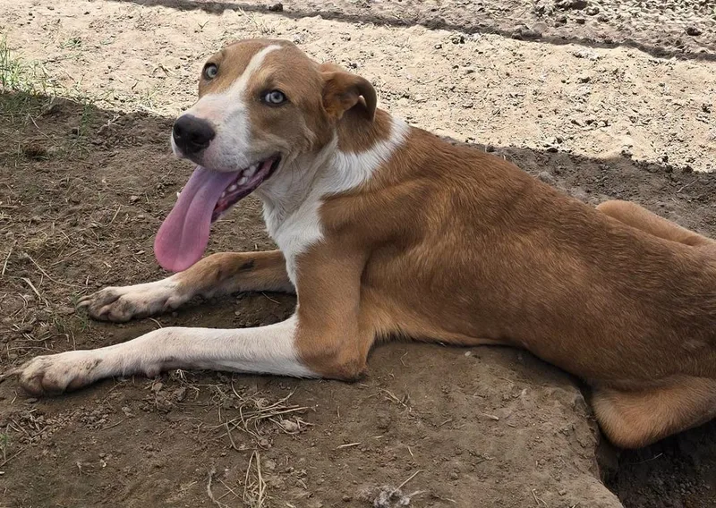 A young medium-sized male Labrador Retriever dog named Stray for adoption in Humble, TX