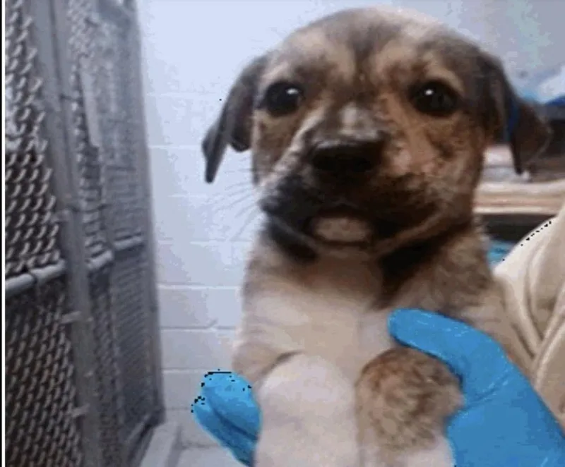 A baby small-sized male Plott Hound dog named Chip for adoption in Colorado Springs, CO