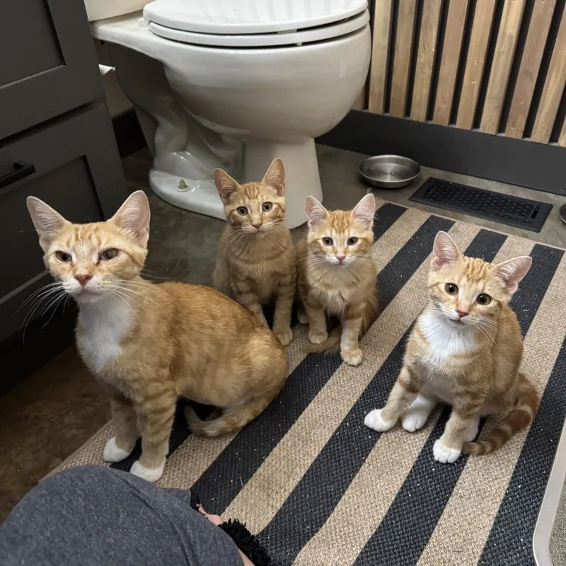 A baby medium-sized male Orange / Red Domestic Short Hair cat named Percy for adoption in Roselle, IL