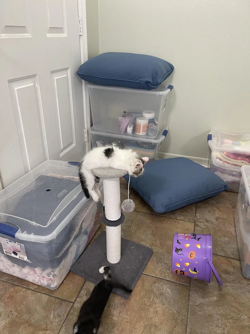 A baby medium-sized male Black & White / Tuxedo Domestic Short Hair cat named Cody for adoption in Oviedo, FL