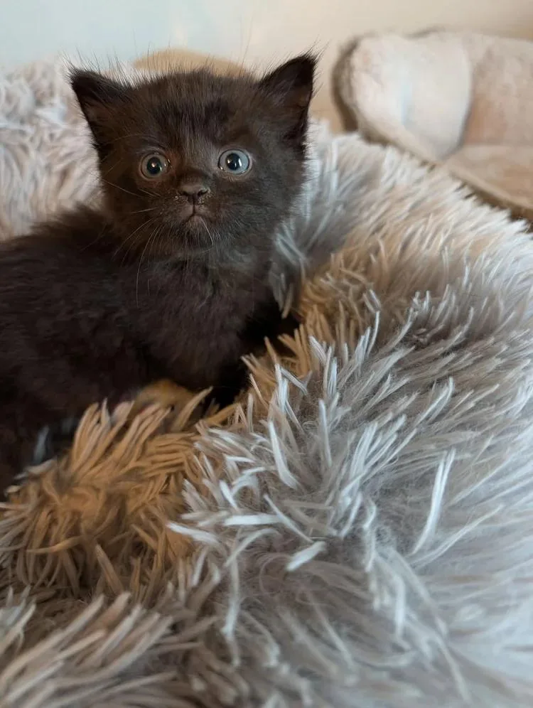 A baby small-sized female Black Domestic Short Hair cat named Lola for adoption in Davison, MI