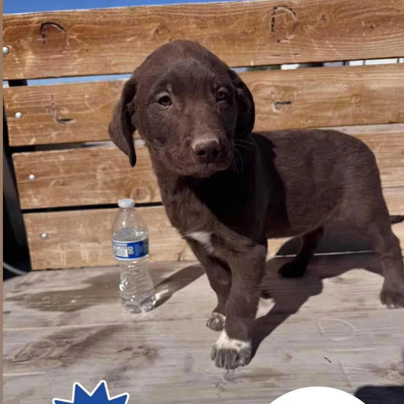 A baby medium-sized male Brown / Chocolate Australian Cattle Dog / Blue Heeler dog named Obi for adoption in Las Vegas, NV