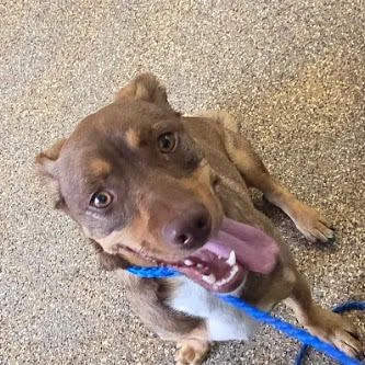 An adult medium-sized male Yellow / Tan / Blond / Fawn Dachshund dog named Chapo for adoption in Carlin, NV