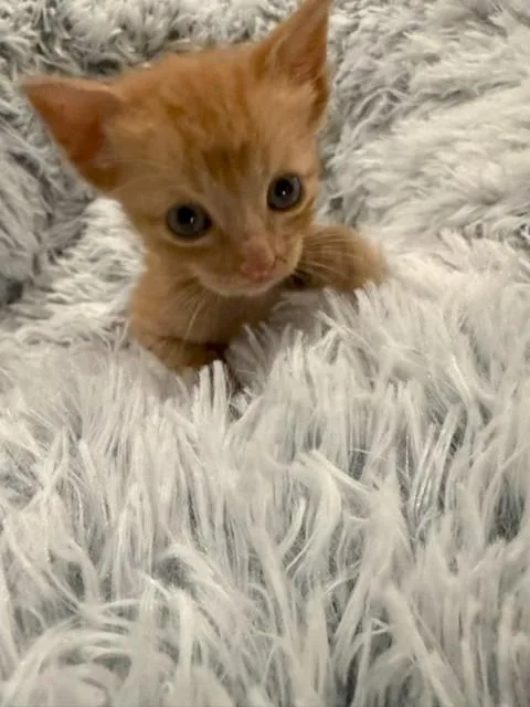 A baby small-sized male Tabby (Orange / Red) Tabby cat named Maverick for adoption in Paulina, LA