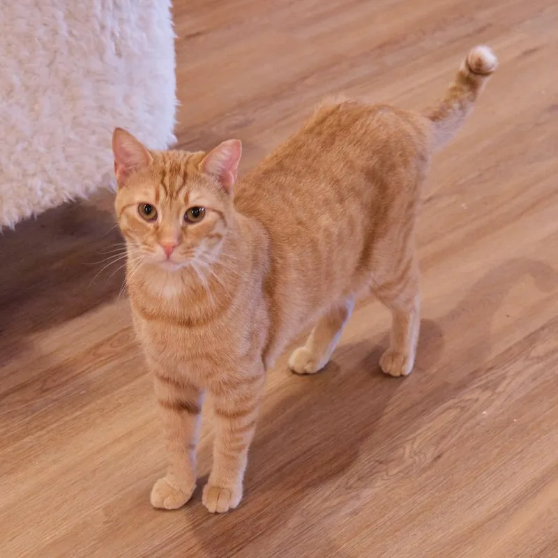 A young small-sized male Domestic Short Hair cat named Cheeseburger for adoption in Morgan Hill, CA