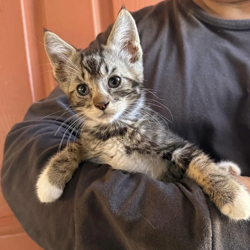 A baby medium-sized male Gray & White Domestic Short Hair cat named Tim for adoption in Huntington Beach, CA
