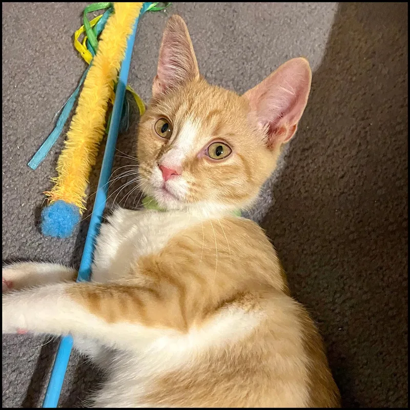 Jermaine thumbnail 2