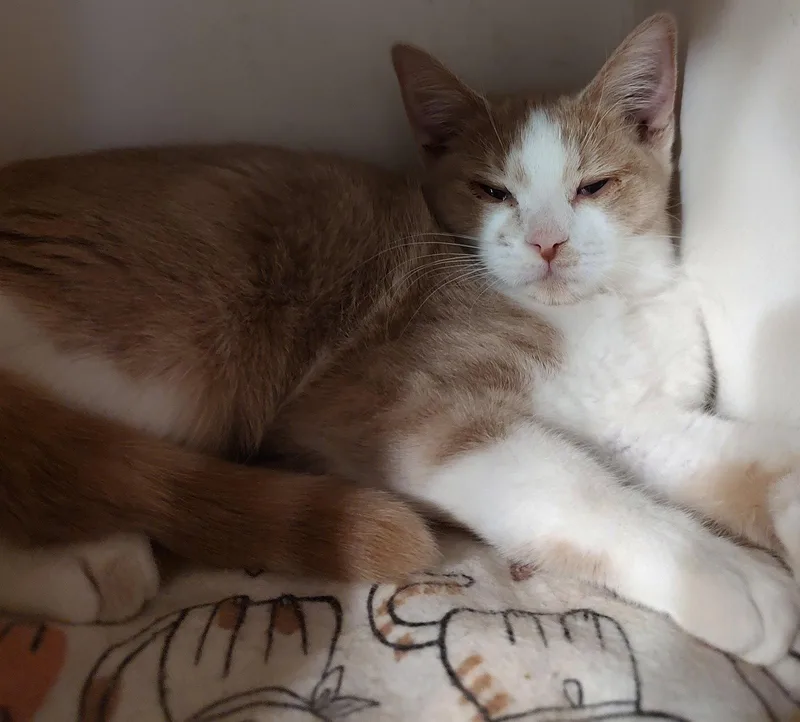 A young medium-sized female Domestic Short Hair cat named Georgia for adoption in Phoenix, AZ