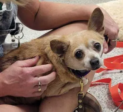 An adult small-sized female Yellow / Tan / Blond / Fawn Chihuahua dog named Clara for adoption in Kansas City, MO