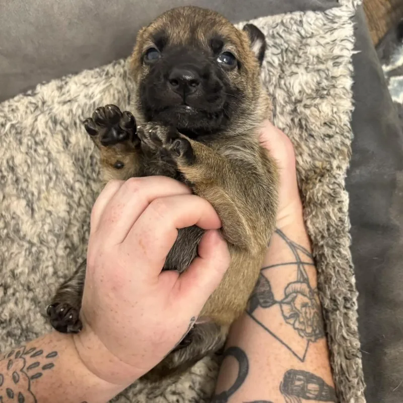 A baby medium-sized female Brown / Chocolate Shepherd dog named Bella for adoption in Yucaipa, CA