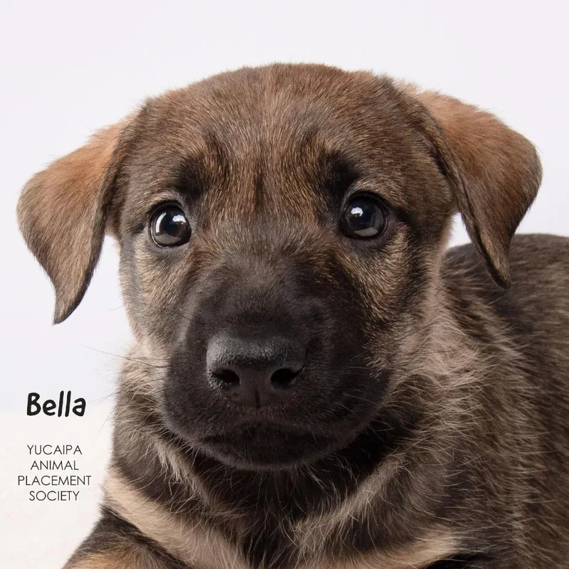 Bella thumbnail 2
