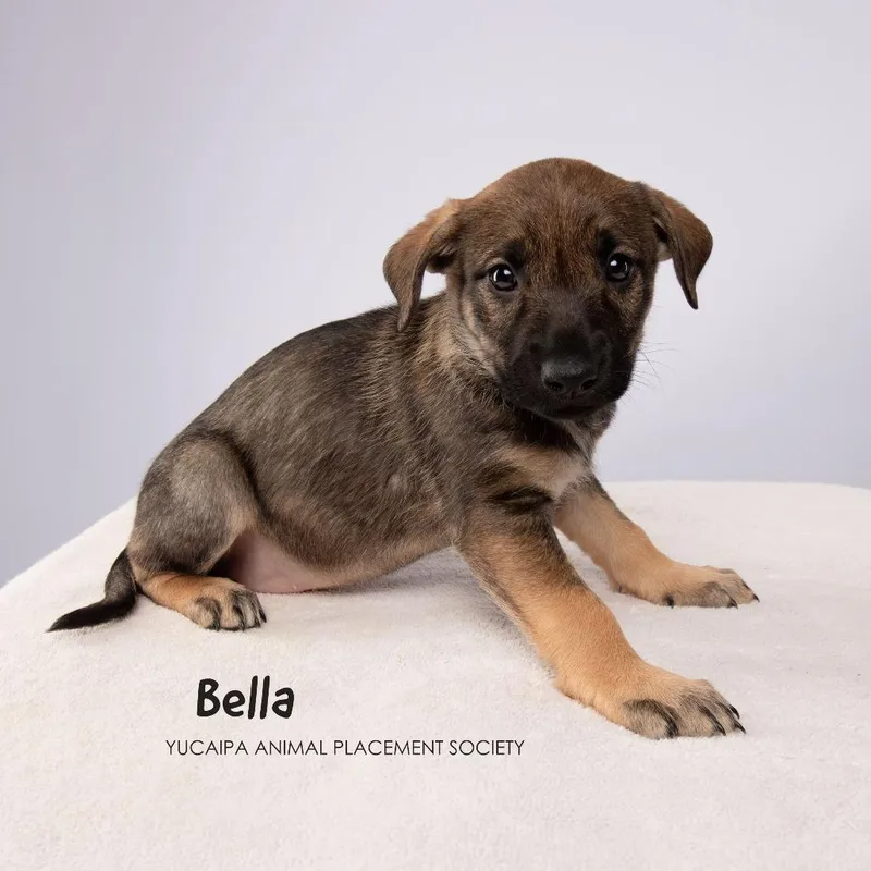 Bella thumbnail 3