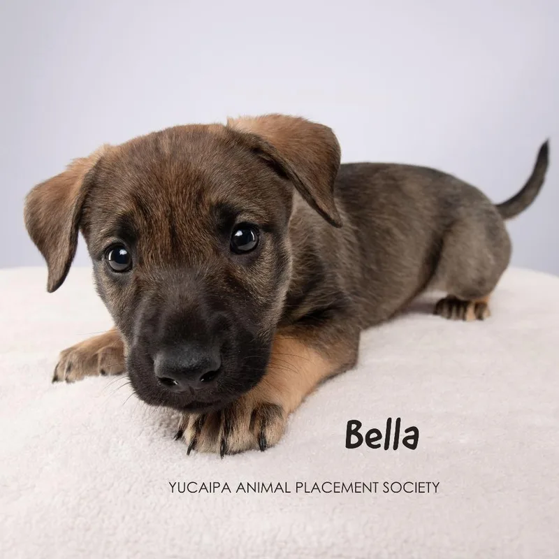 Bella thumbnail 4