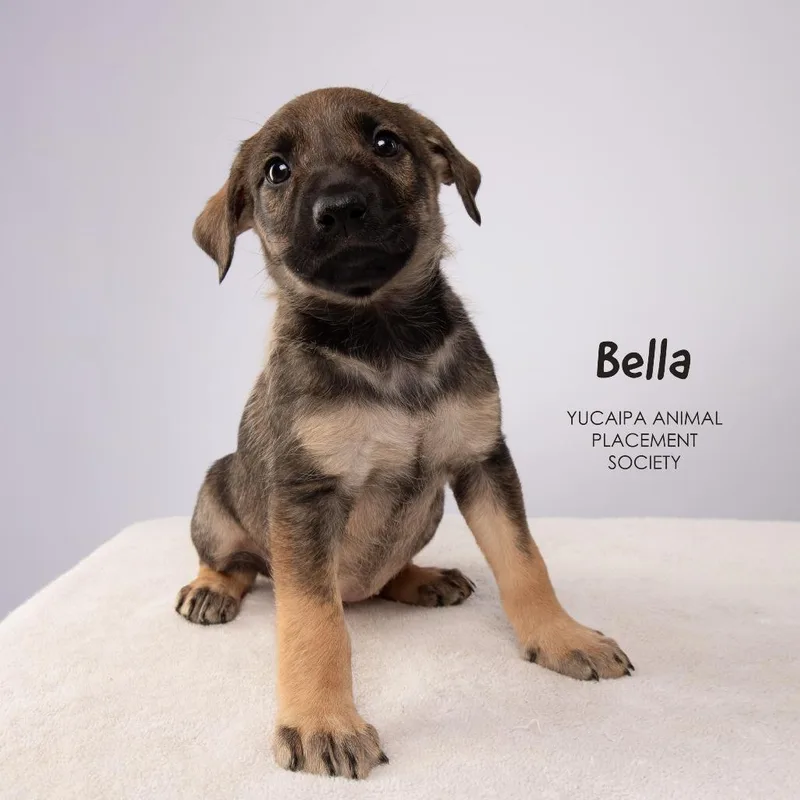Bella thumbnail 5