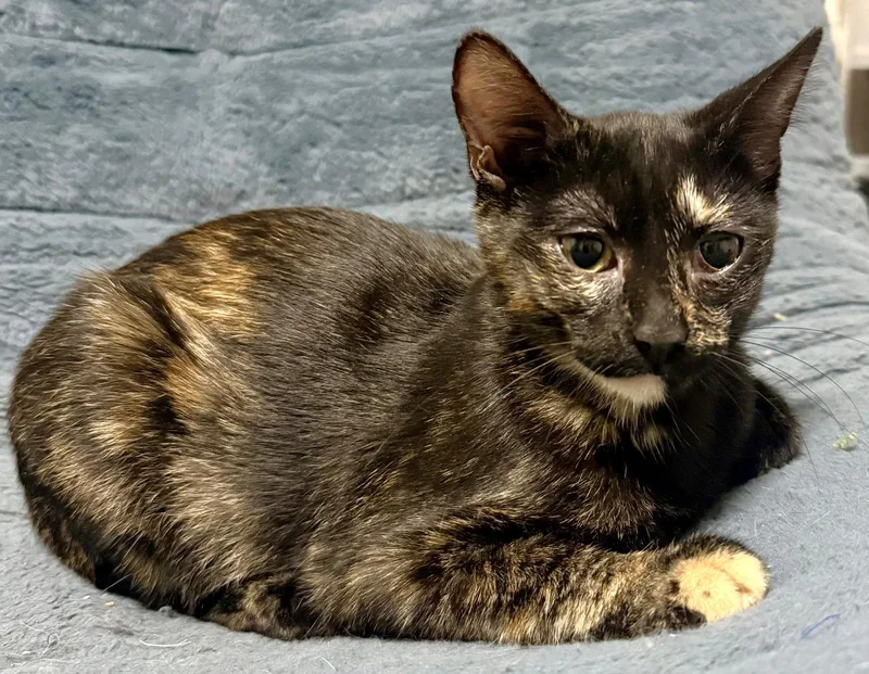 A baby medium-sized female Domestic Short Hair cat named Rainbow for adoption in Shawnee, KS