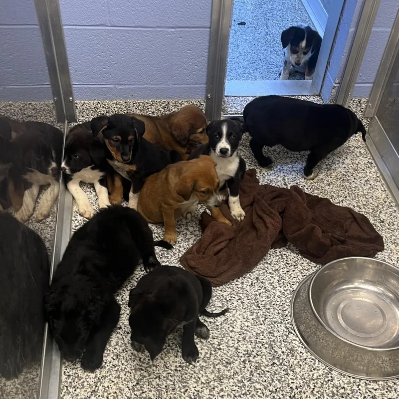 A baby large-sized male Mixed Breed dog named Bones for adoption in Madisonville, TN