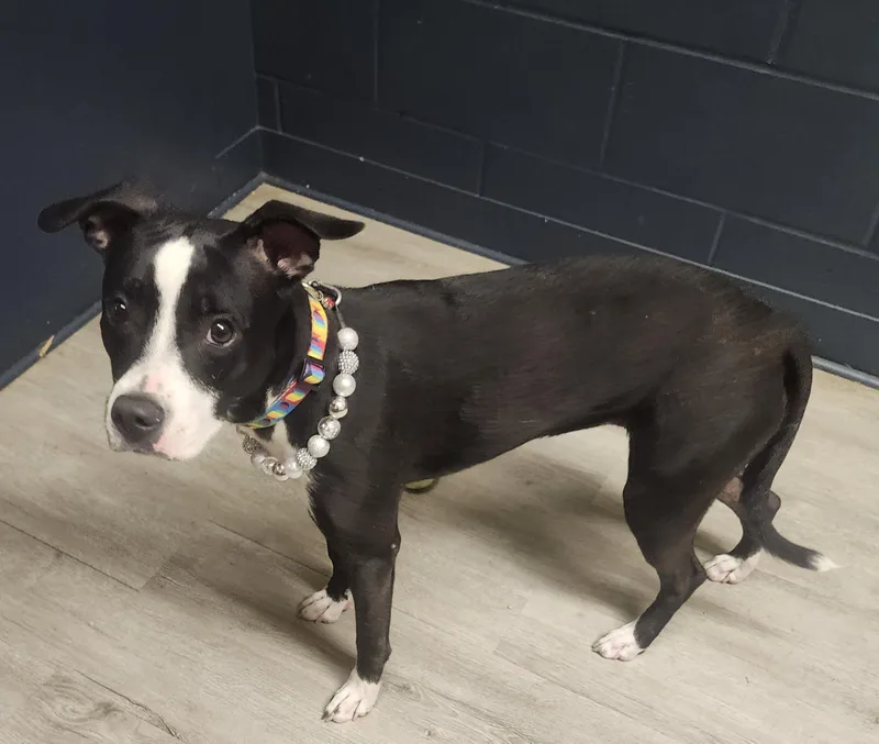 A young medium-sized female Black Pit Bull Terrier dog named Arlene for adoption in Mansfield, OH
