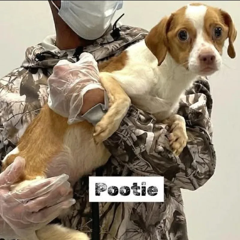 An adult small-sized male White / Cream Chihuahua dog named Patootie for adoption in Rockville, MD