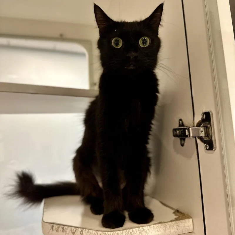 A young medium-sized female Black Domestic Medium Hair cat named Carey for adoption in Matteson, IL