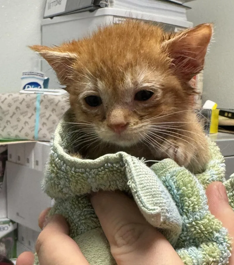 A baby medium-sized male Domestic Short Hair cat named Waffles for adoption in St. Cloud, MN