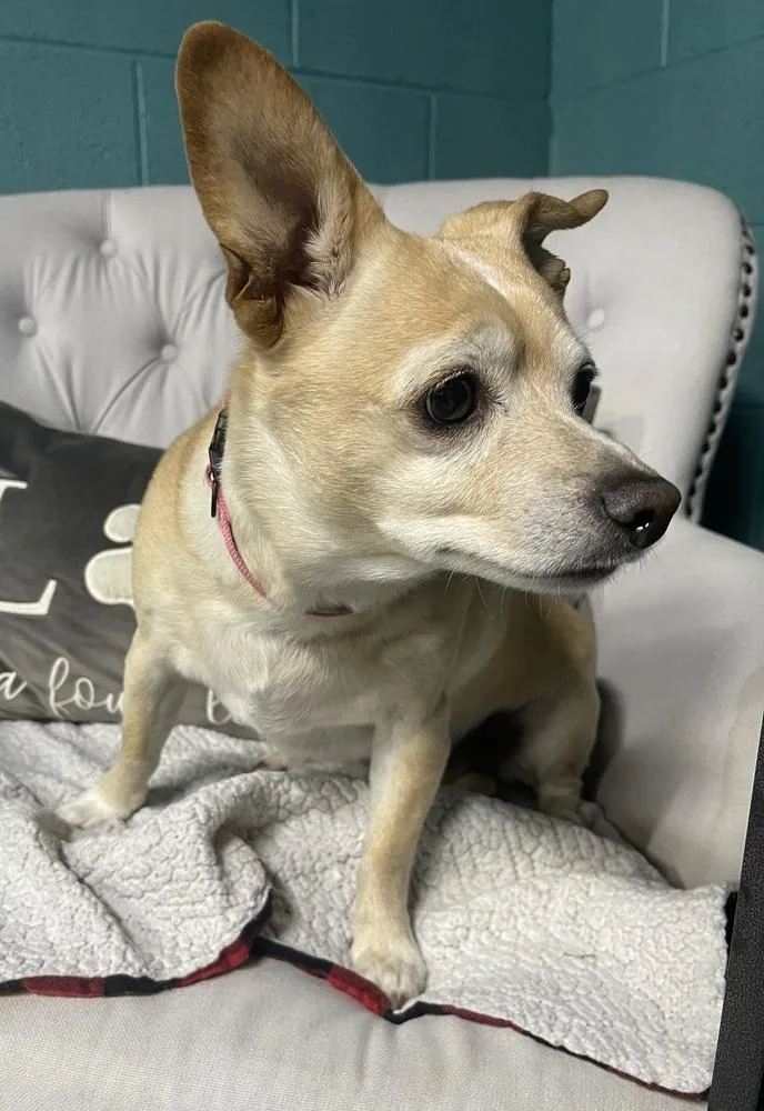 A senior small-sized female Chihuahua dog named JoJo for adoption in Chattanooga, TN