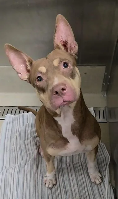 A young large-sized female American Staffordshire Terrier dog named Jamie Lee for adoption in Fort Lauderdale, FL