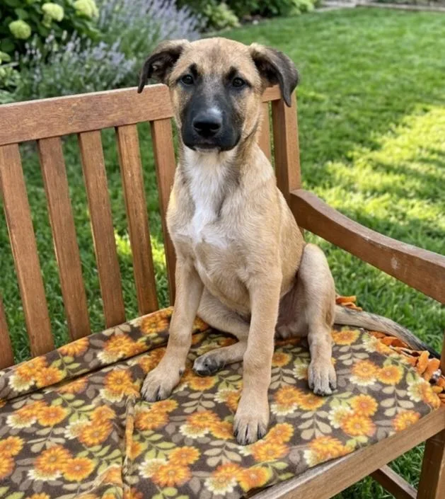 A baby medium-sized male Shepherd dog named Cassius for adoption in North Prairie, WI