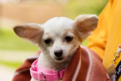 An adult small-sized female Mixed Breed dog named Lilac for adoption in West Chester, PA
