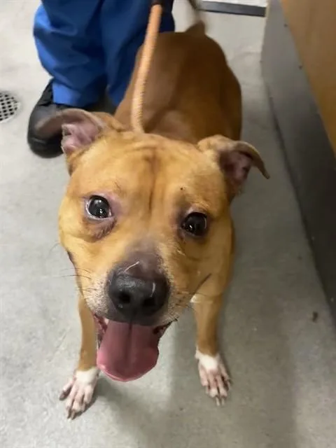 An adult medium-sized male Pit Bull Terrier dog named Kane for adoption in Upper Marlboro, MD