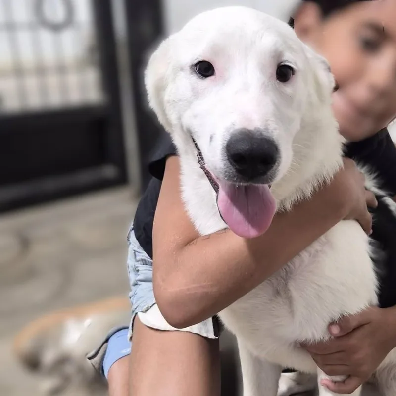 A baby medium-sized male White / Cream Border Collie dog named Finn for adoption in Montague, TX
