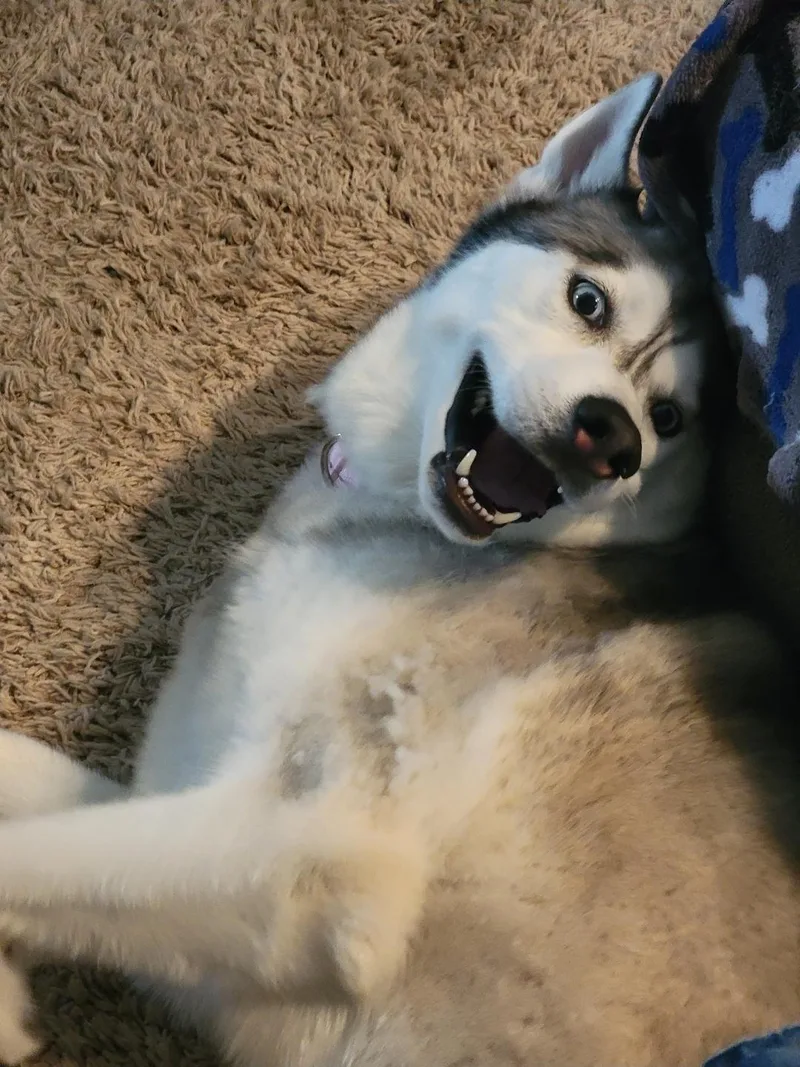 An adult medium-sized female Husky dog named Graceland for adoption in Rochester , NY